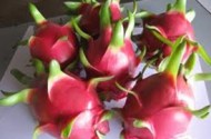 Nên chớp cơn sốt thanh long ở Ấn Độ
