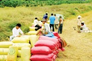 Hiệp hội gặp hạn, nông dân gặp nạn
