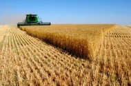 Chuyên gia, nhà quản lý, DN tìm cách gỡ khó cho nhập khẩu lúa mì
